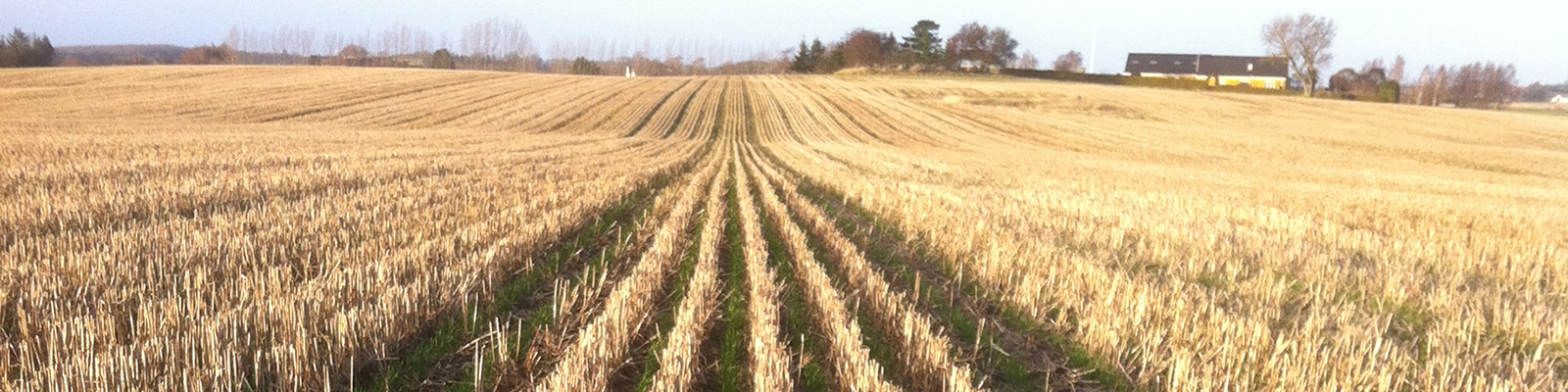 Ploughed field